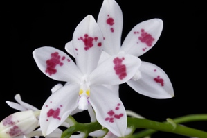 Phalaenopsis tetraspis var. christiana Montclair AM/AOS 80 pts.